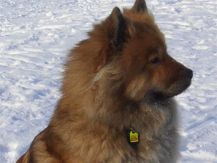 Eurasier Bella - Jeg er jo en halv slædehund så sne passer mig dejligt billede 9