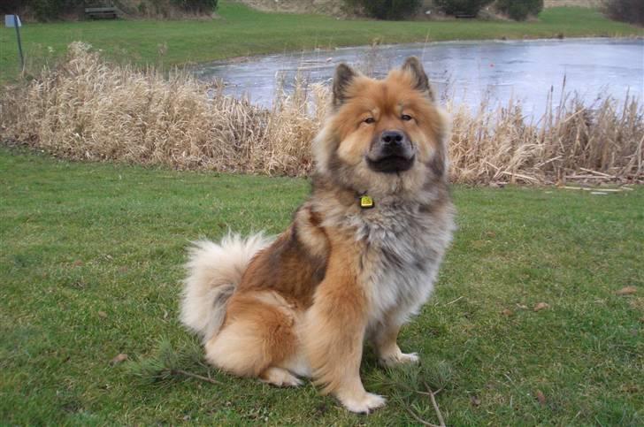 Eurasier Bella - Gå tur især rundt om mosen er bare fedt billede 10