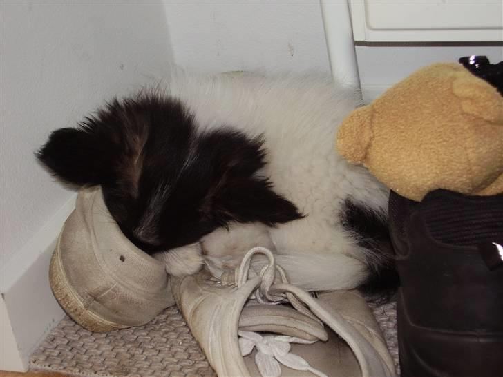 Papillon Ziva - Godt, man kan gemme sig i fars sko, når verden den blir lidt for skræmmende ... billede 7