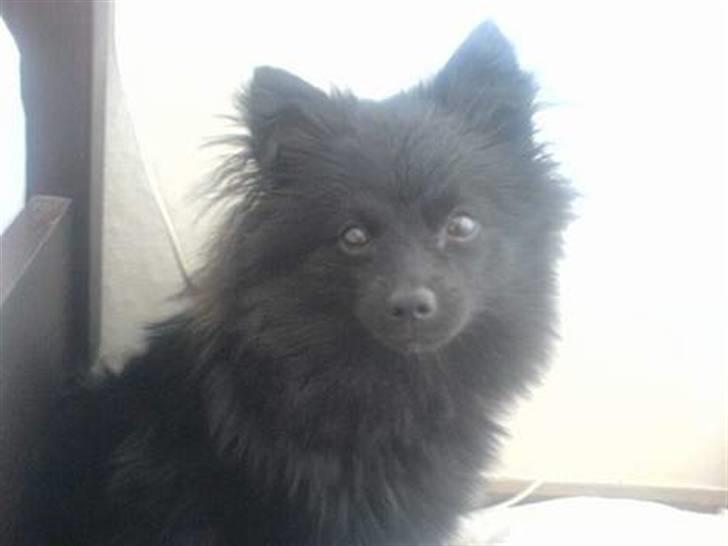 Kleinspitz Max - Maxse mand=) billede 12