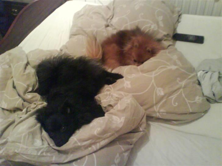 Kleinspitz Max billede 13