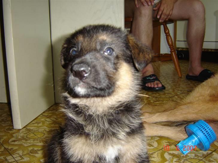 Schæferhund Glenn's Bosco billede 1