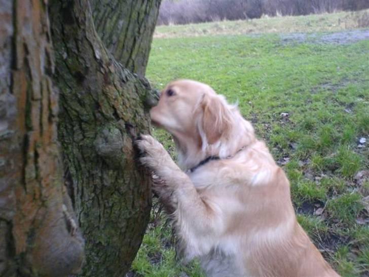 Golden retriever Luna - Uhm træ med hundekiks jubiiiii billede 20