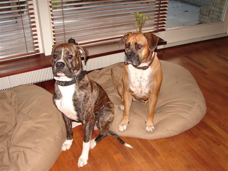 Amerikansk bulldog Boris billede 13