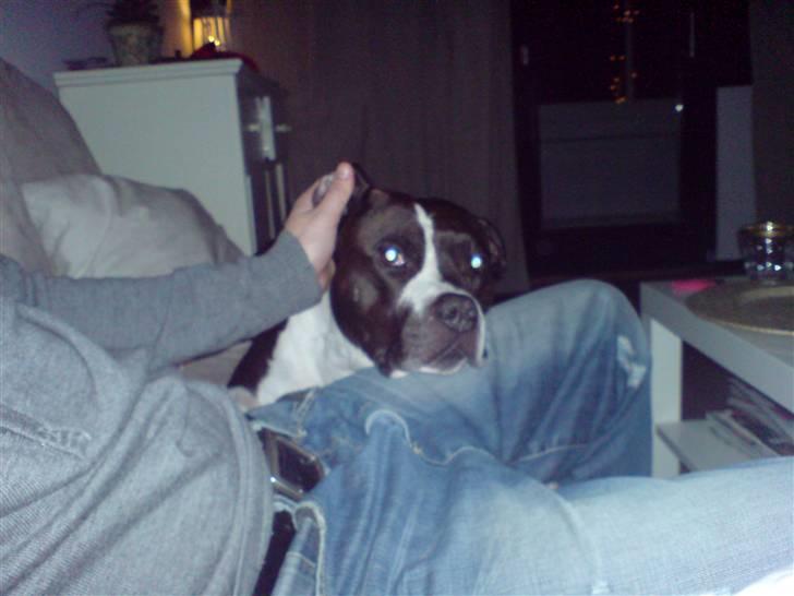 Amerikansk staffordshire terrier Buster - Nicoline og buster billede 1