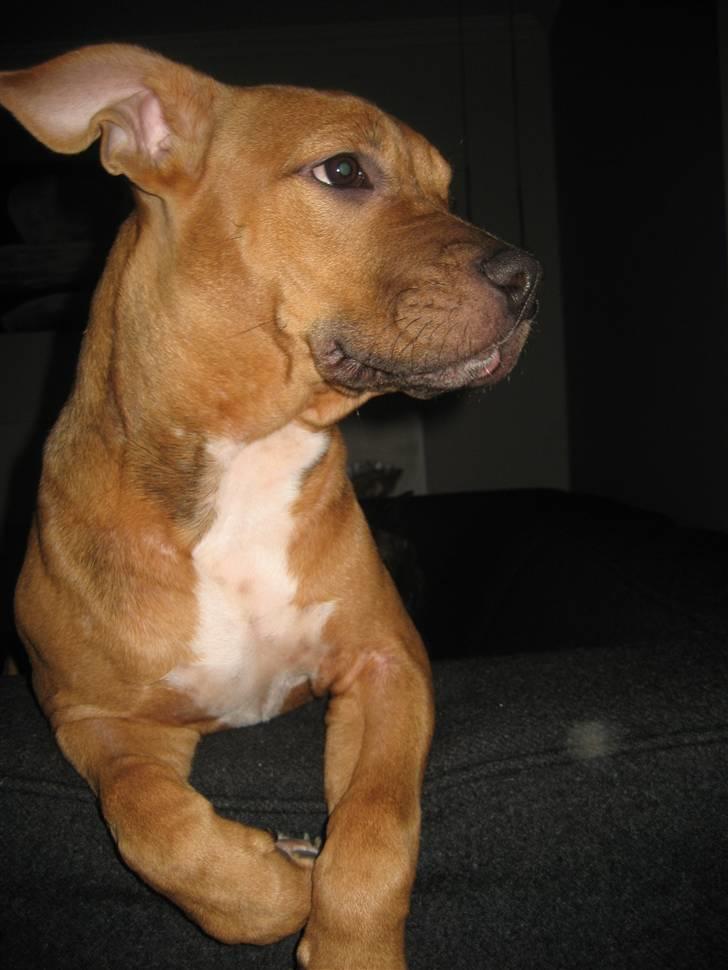 Amerikansk staffordshire terrier Freja billede 13