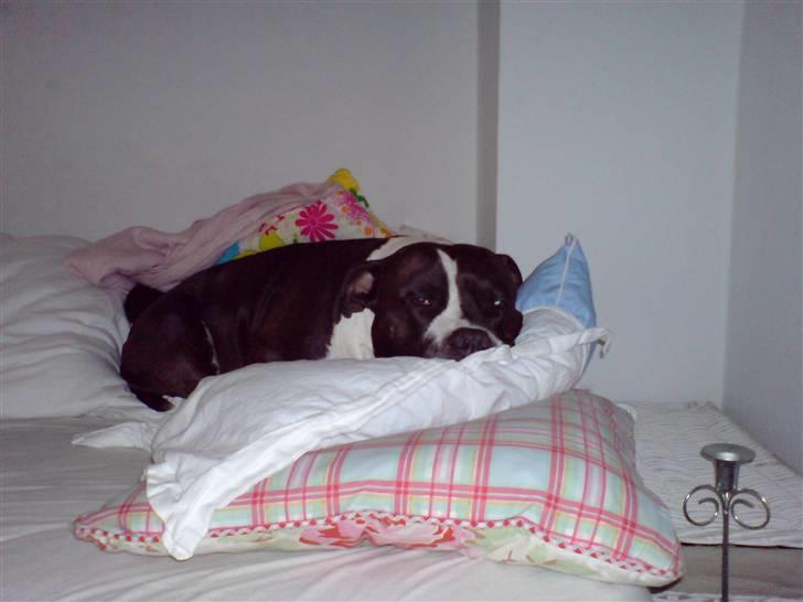 Amerikansk staffordshire terrier Buster - Han elsker og ligge og slappe af i sengen :=) Han kan ikke ligge andre steder..  billede 2