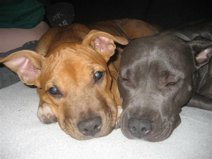 Amerikansk staffordshire terrier Freja billede 14