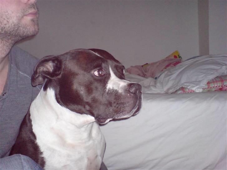 Amerikansk staffordshire terrier Buster billede 3