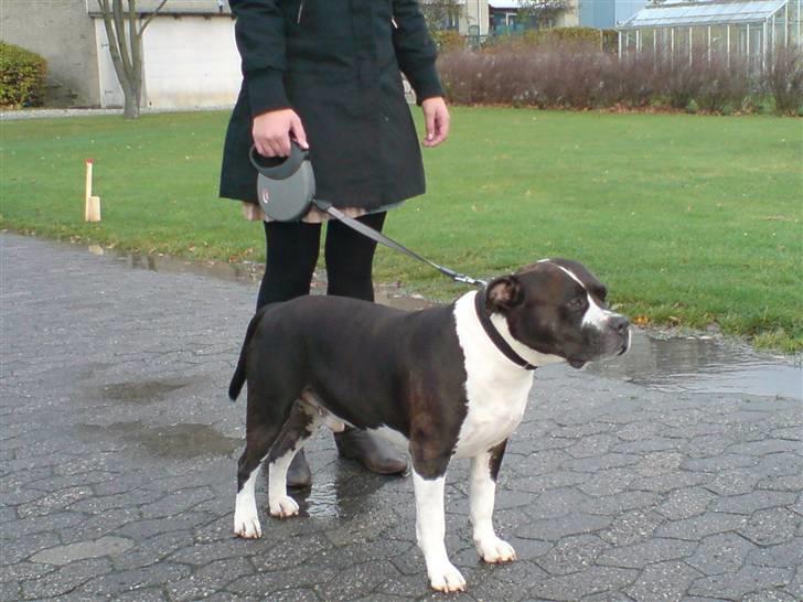 Amerikansk staffordshire terrier Buster billede 4
