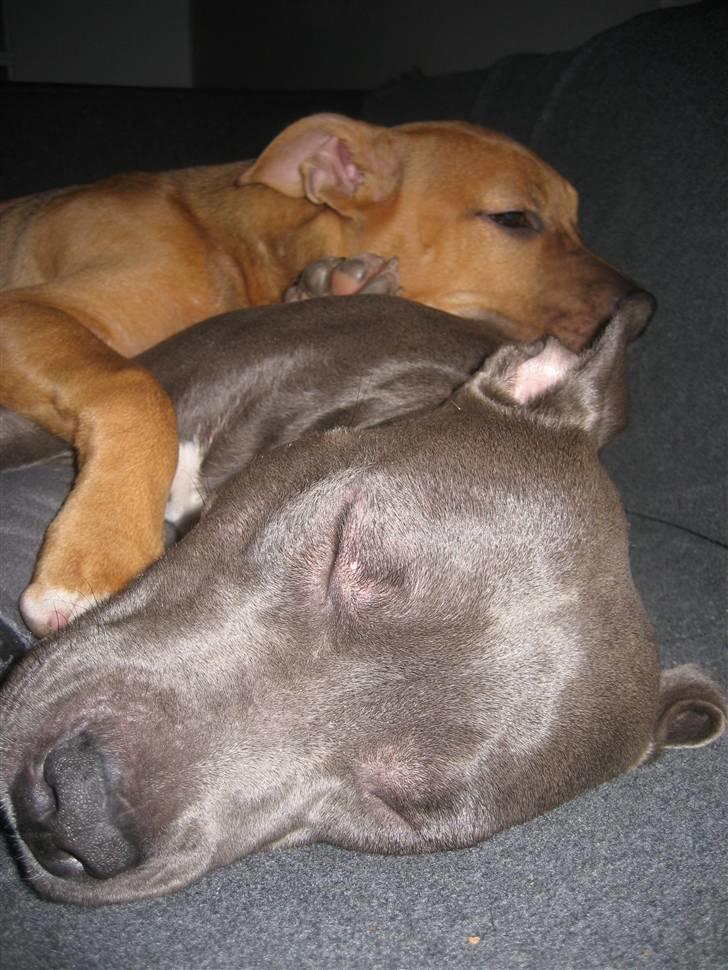 Amerikansk staffordshire terrier Freja billede 15