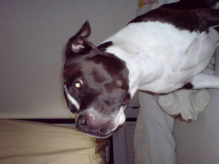 Amerikansk staffordshire terrier Buster billede 5