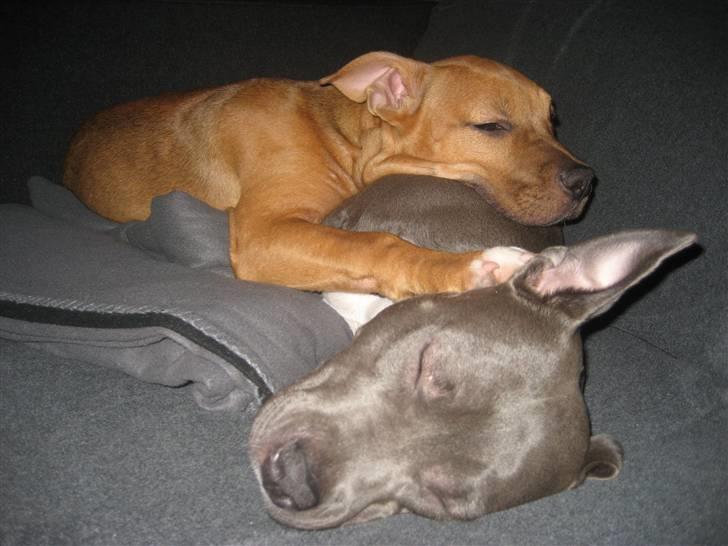 Amerikansk staffordshire terrier Freja billede 16