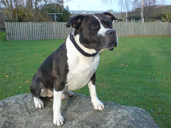 Amerikansk staffordshire terrier Buster billede 6