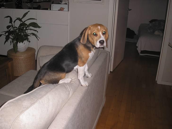 Beagle oscar billede 1