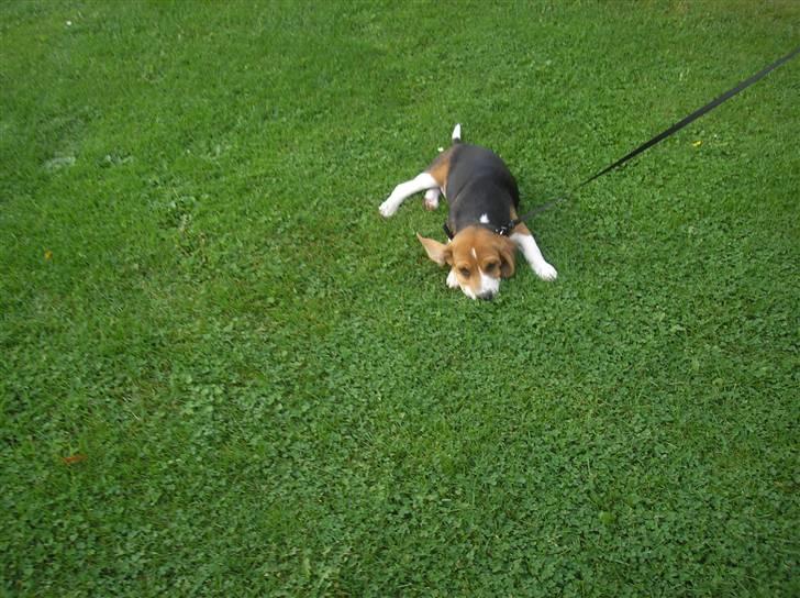 Beagle oscar billede 2