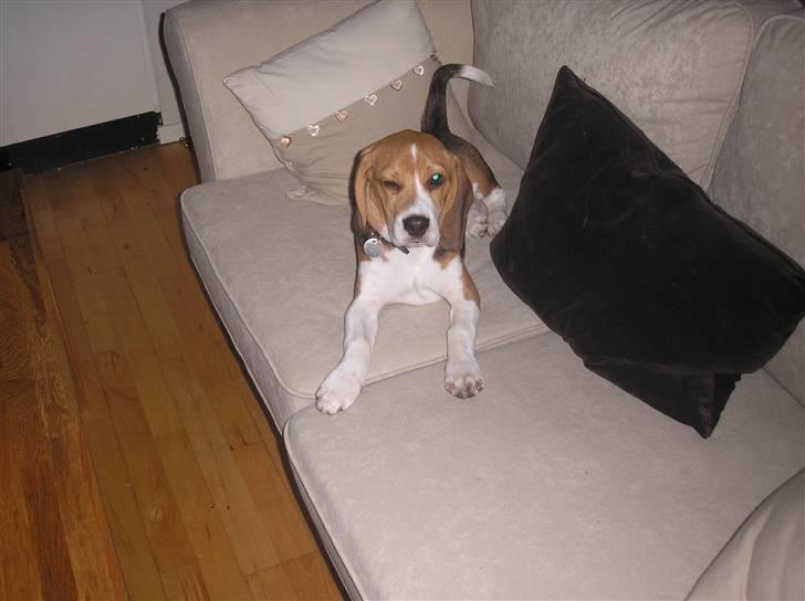 Beagle oscar billede 3