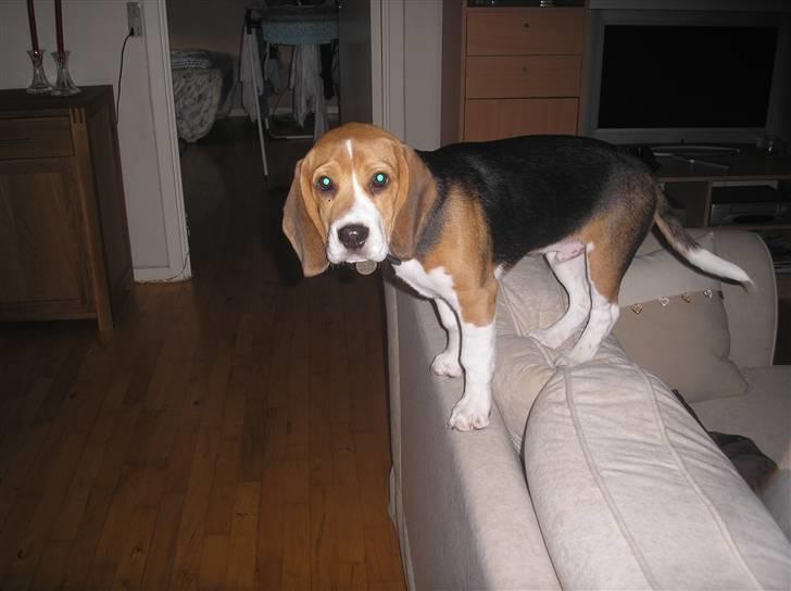 Beagle oscar billede 4