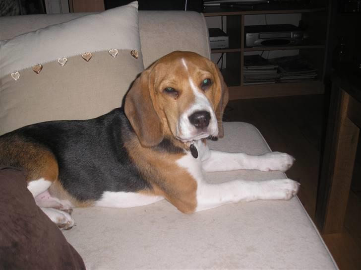 Beagle oscar billede 5
