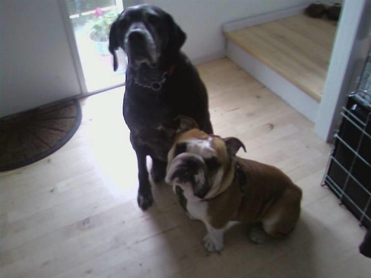 Engelsk bulldog J.J Kaldt Pølle. billede 11