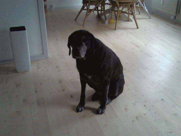 Blanding af racer Freya billede 20