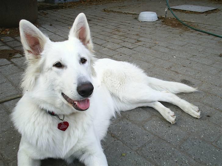 Hvid schæfer Ebony the White Diamond - Smukke Ebony 11 måneder gammel billede 1