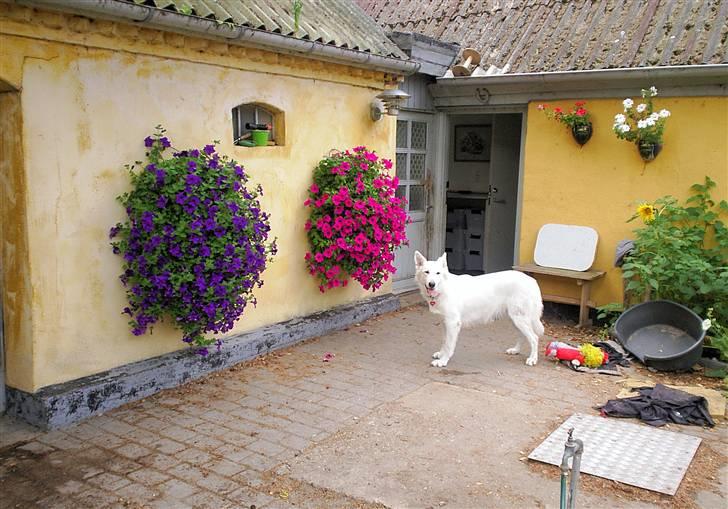 Hvid schæfer Ebony the White Diamond - Sommer i gården billede 3