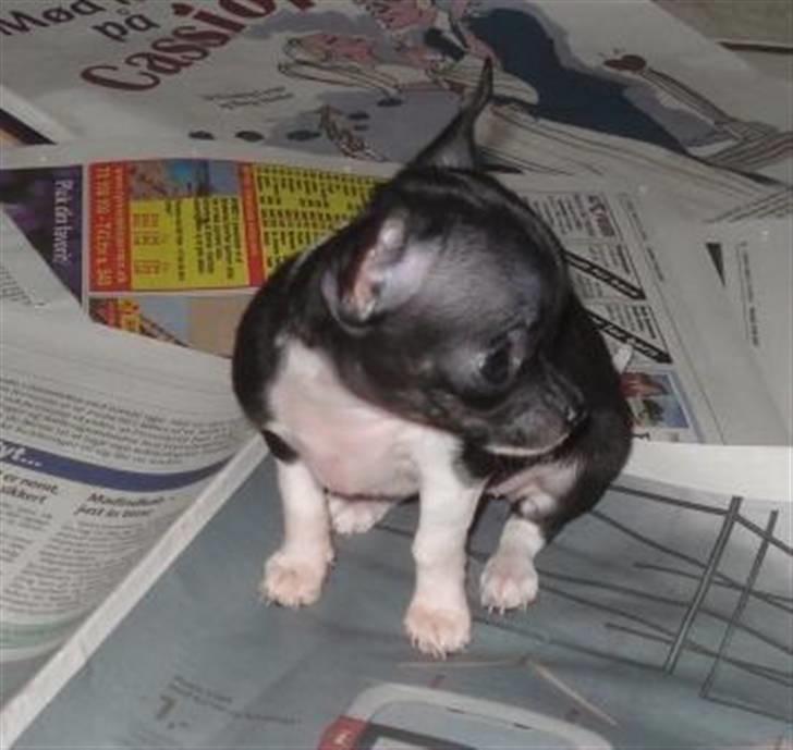 Chihuahua Chanel R.I.P - mig som hvalp:) billede 15