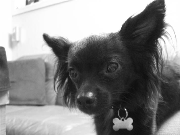 Chihuahua Meilow billede 7