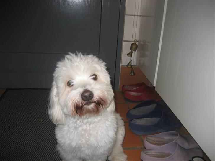 Coton de tulear Marni Dalbox Coton Unique - Her er min klokke til når jeg skal tisse eller LEGE =D ringer lige på den også kommer der bare lige en og lukker op=D billede 11