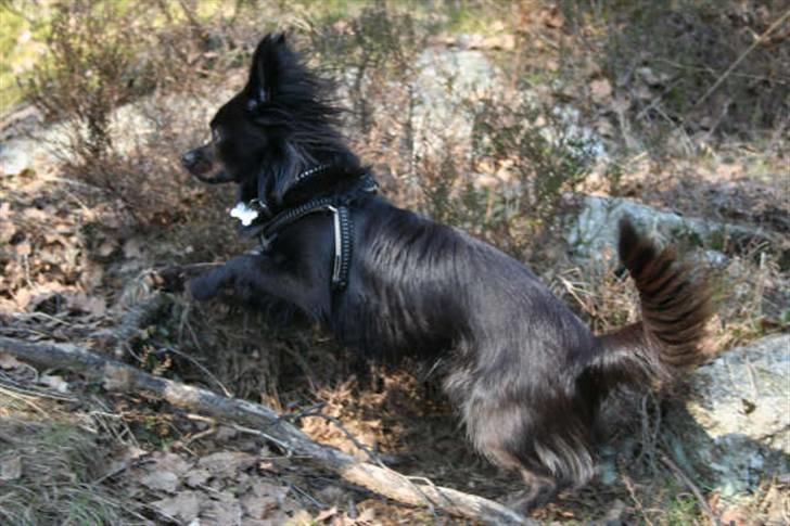 Chihuahua Meilow billede 8