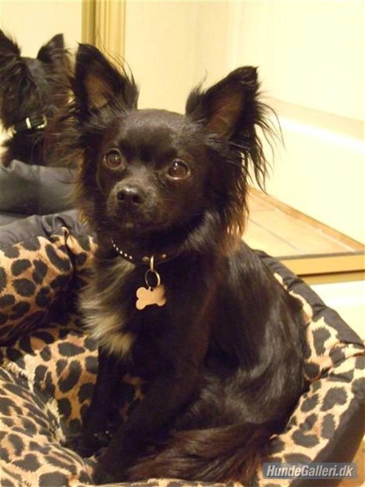 Chihuahua Meilow - Her sitter jeg :) billede 9