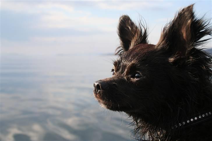 Chihuahua Meilow billede 10