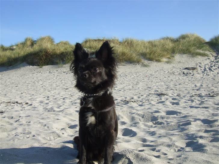 Chihuahua Meilow - hehe jeg er lidt stolt... billede 12