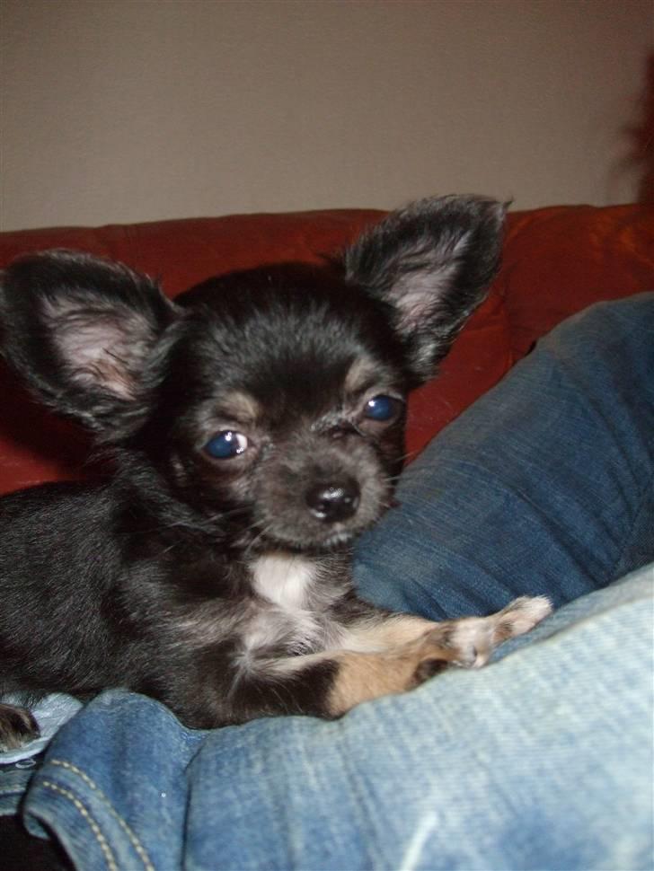 Chihuahua Timmy billede 7