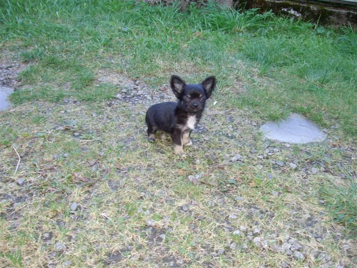 Chihuahua Timmy billede 8