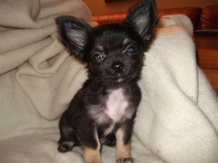 Chihuahua Timmy billede 9