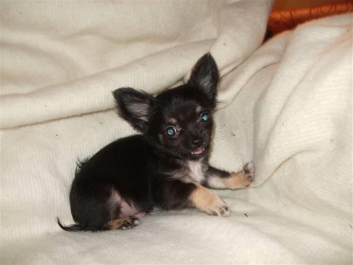 Chihuahua Timmy billede 10