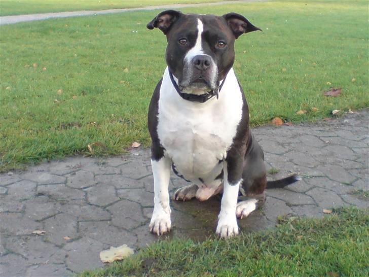 Amerikansk staffordshire terrier Buster billede 7