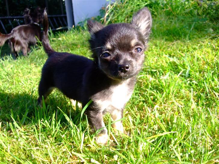 Chihuahua Timmy billede 11