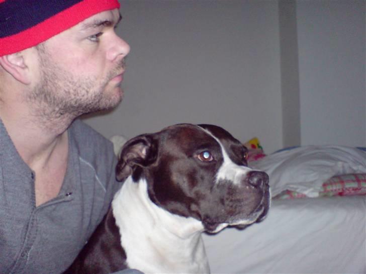 Amerikansk staffordshire terrier Buster - Mikki og buster.. De er de bedst venner i hele verden :=) billede 8