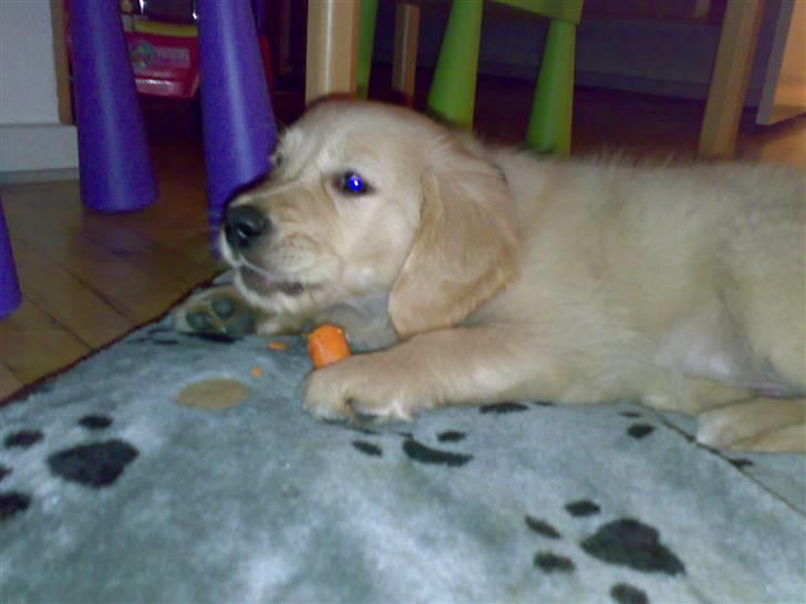 Golden retriever Balder - 11 uger     spiser lige en gulerod billede 11