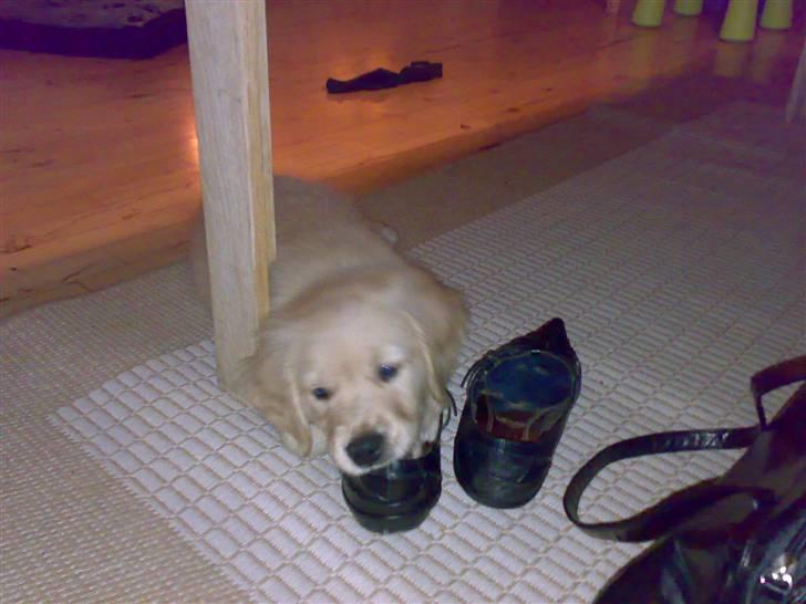 Golden retriever Balder - 11 uger      ikke bide i mors sko, da :-) billede 12