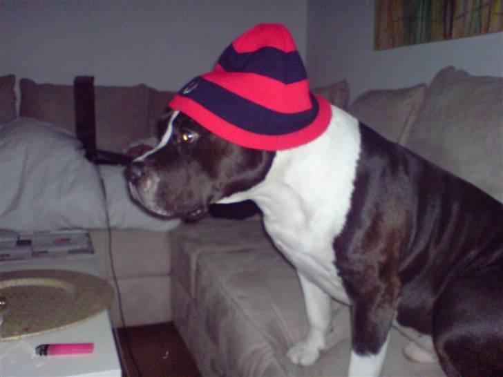 Amerikansk staffordshire terrier Buster billede 9