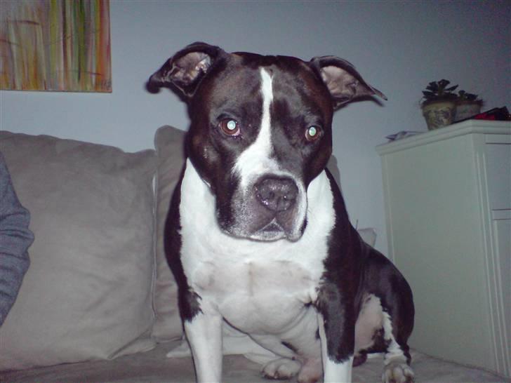 Amerikansk staffordshire terrier Buster billede 10