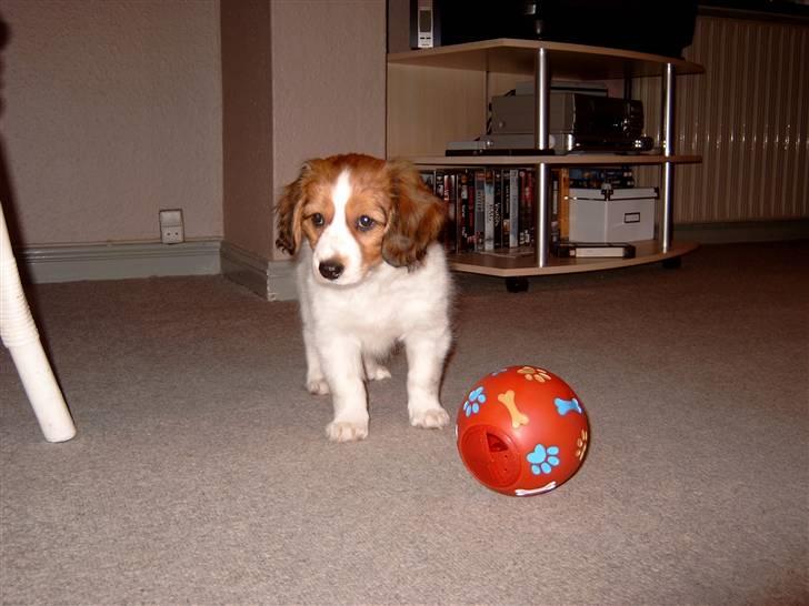 Kooikerhondje Baschko`s Felicia billede 1