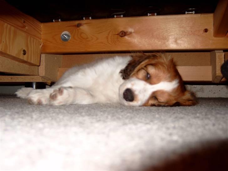 Kooikerhondje Baschko`s Felicia billede 2