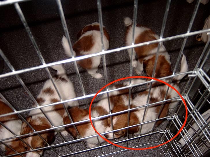 Kooikerhondje Baschko`s Felicia - Nogle af hundende far Felicia`s kuld og Felicia med rød ring om billede 3