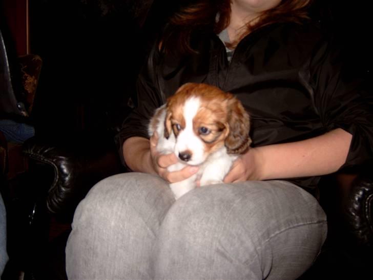 Kooikerhondje Baschko`s Felicia billede 4