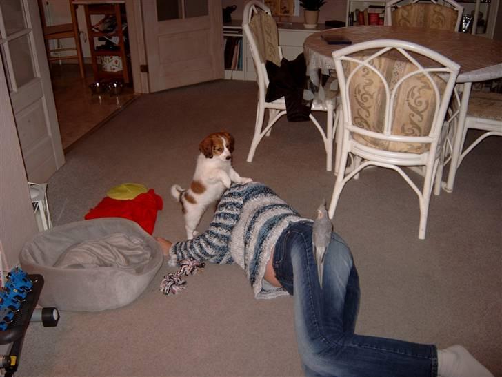 Kooikerhondje Baschko`s Felicia billede 5